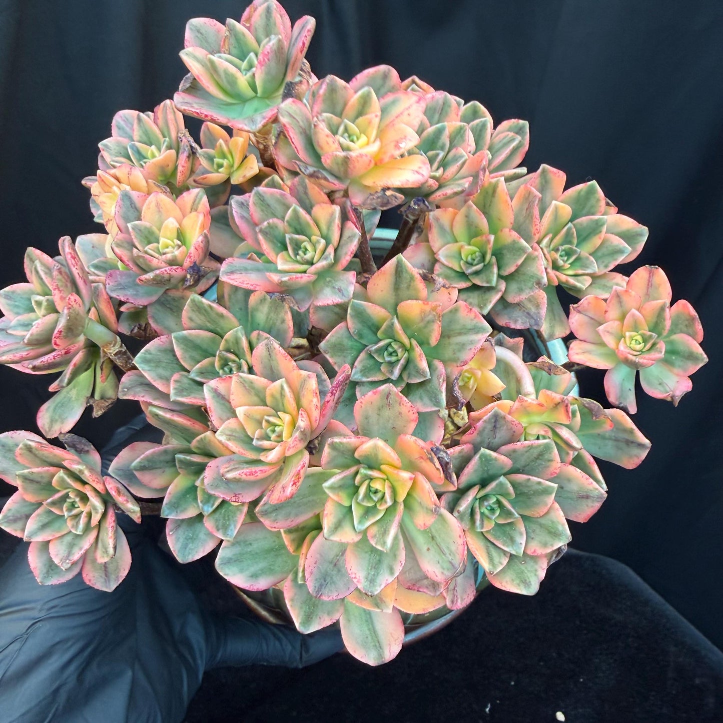 Aeonium' sweet tea ', big cluster, 5.7inches, Q06