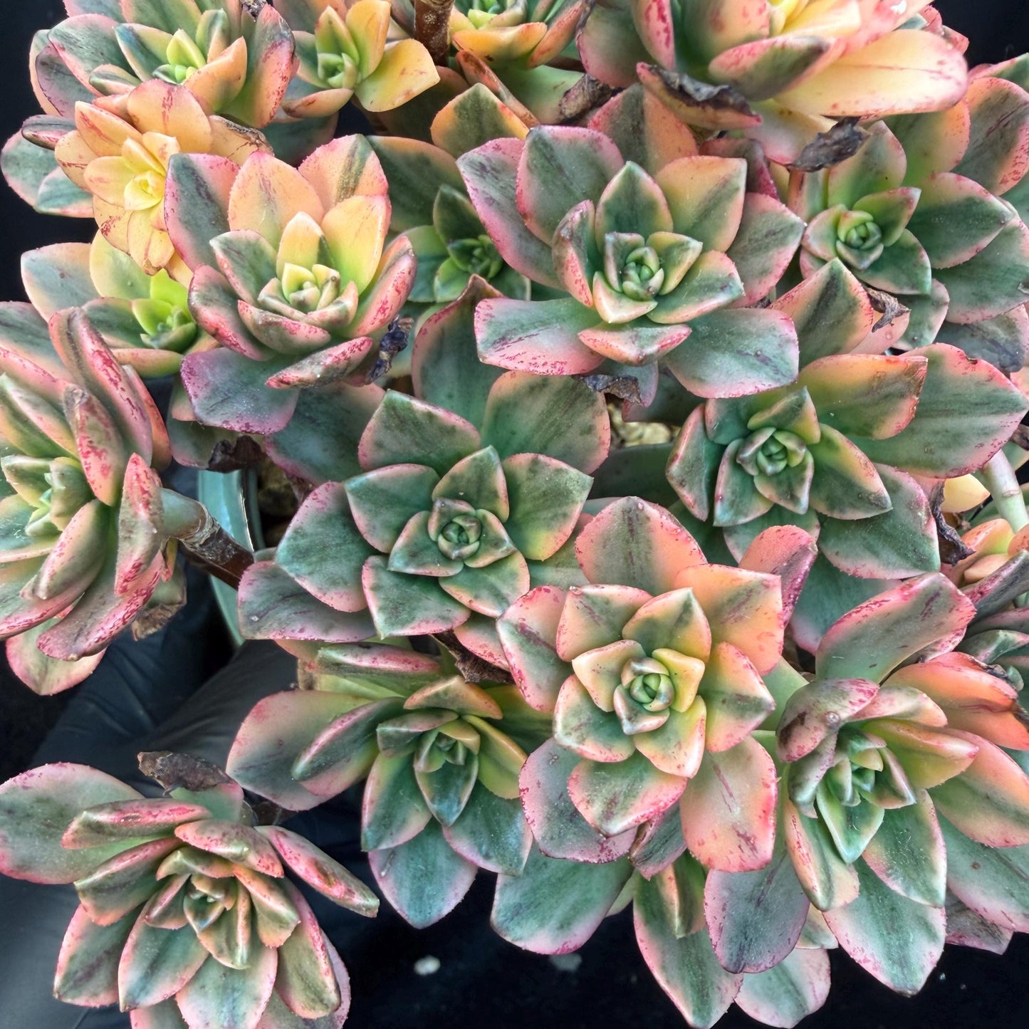Aeonium' sweet tea ', big cluster, 5.7inches, Q06