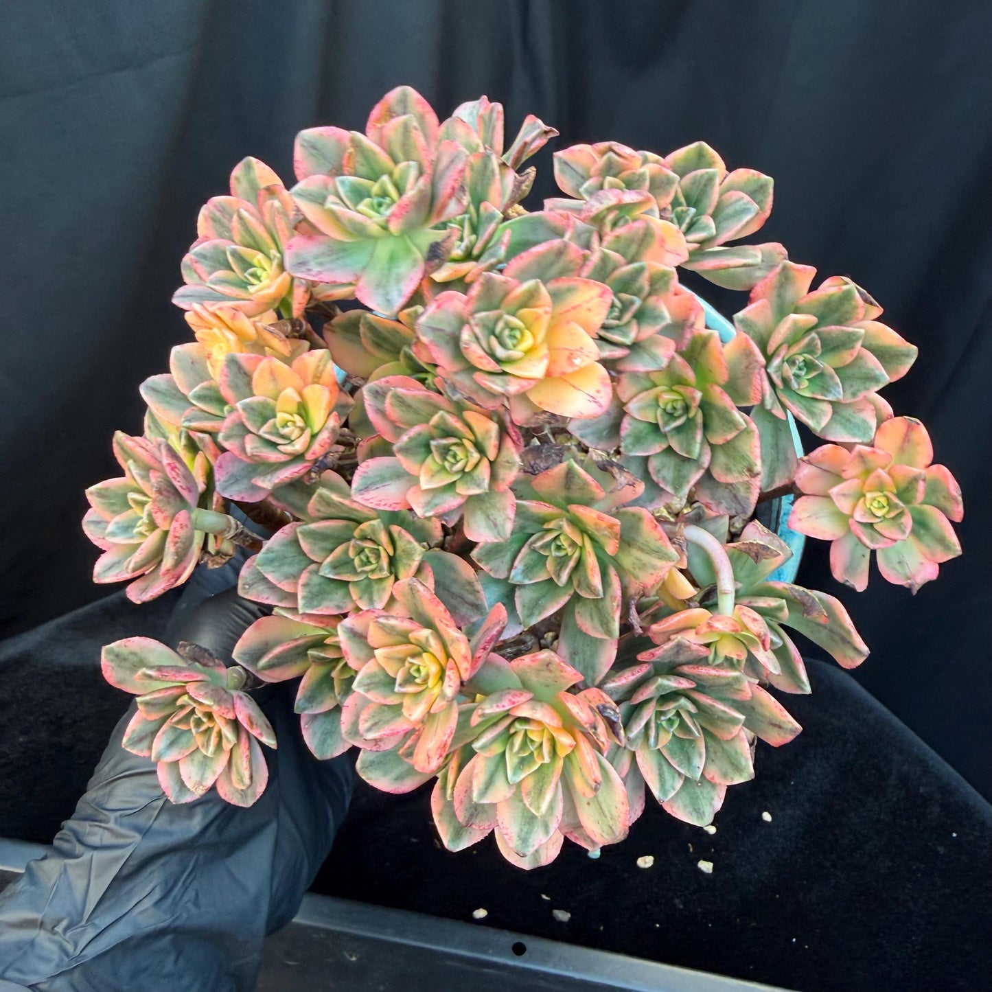 Aeonium' sweet tea ', big cluster, 5.7inches, Q06