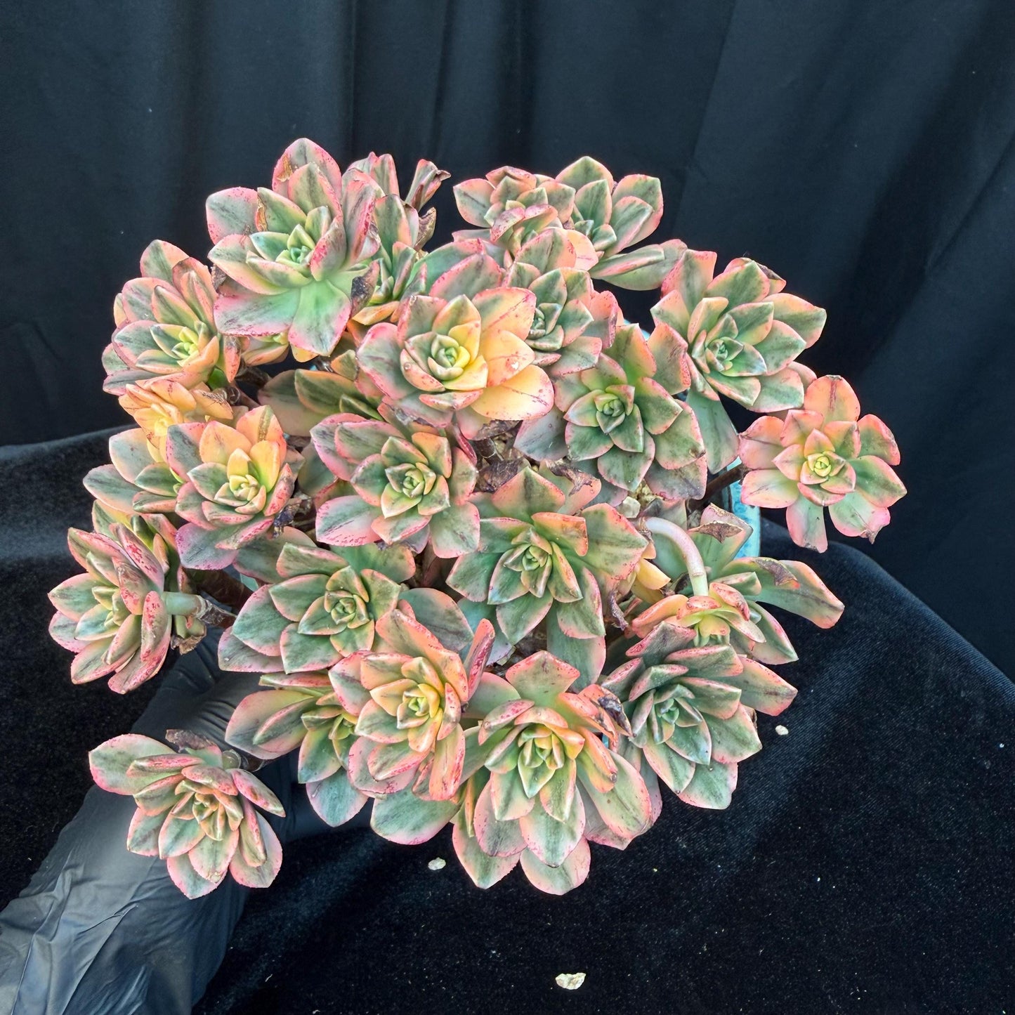 Aeonium' sweet tea ', big cluster, 5.7inches, Q06