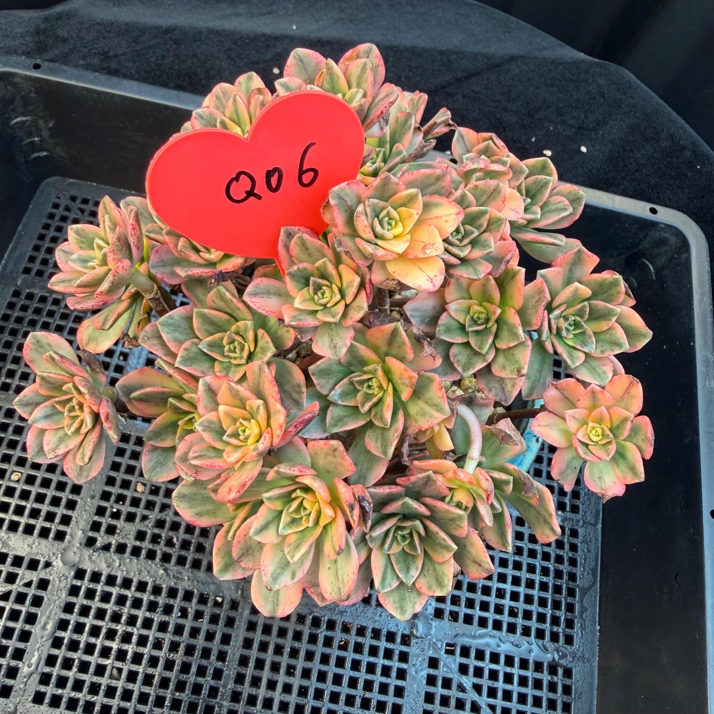Aeonium' sweet tea ', big cluster, 5.7inches, Q06