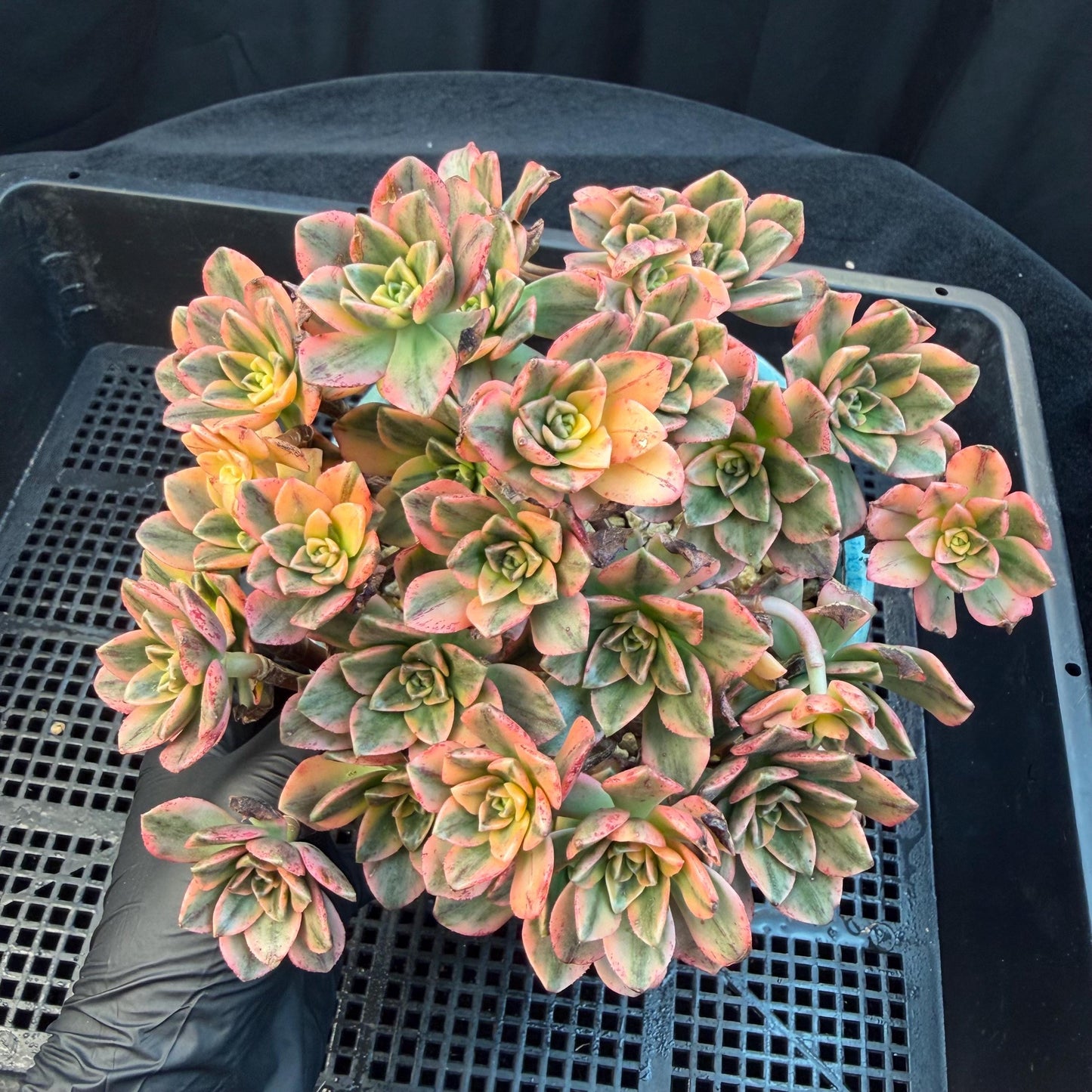 Aeonium' sweet tea ', big cluster, 5.7inches, Q06