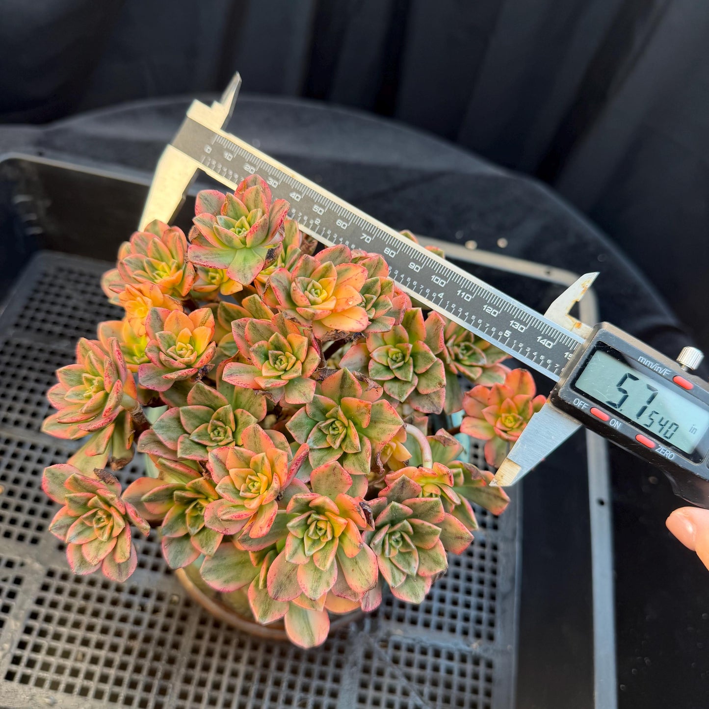 Aeonium' sweet tea ', big cluster, 5.7inches, Q06