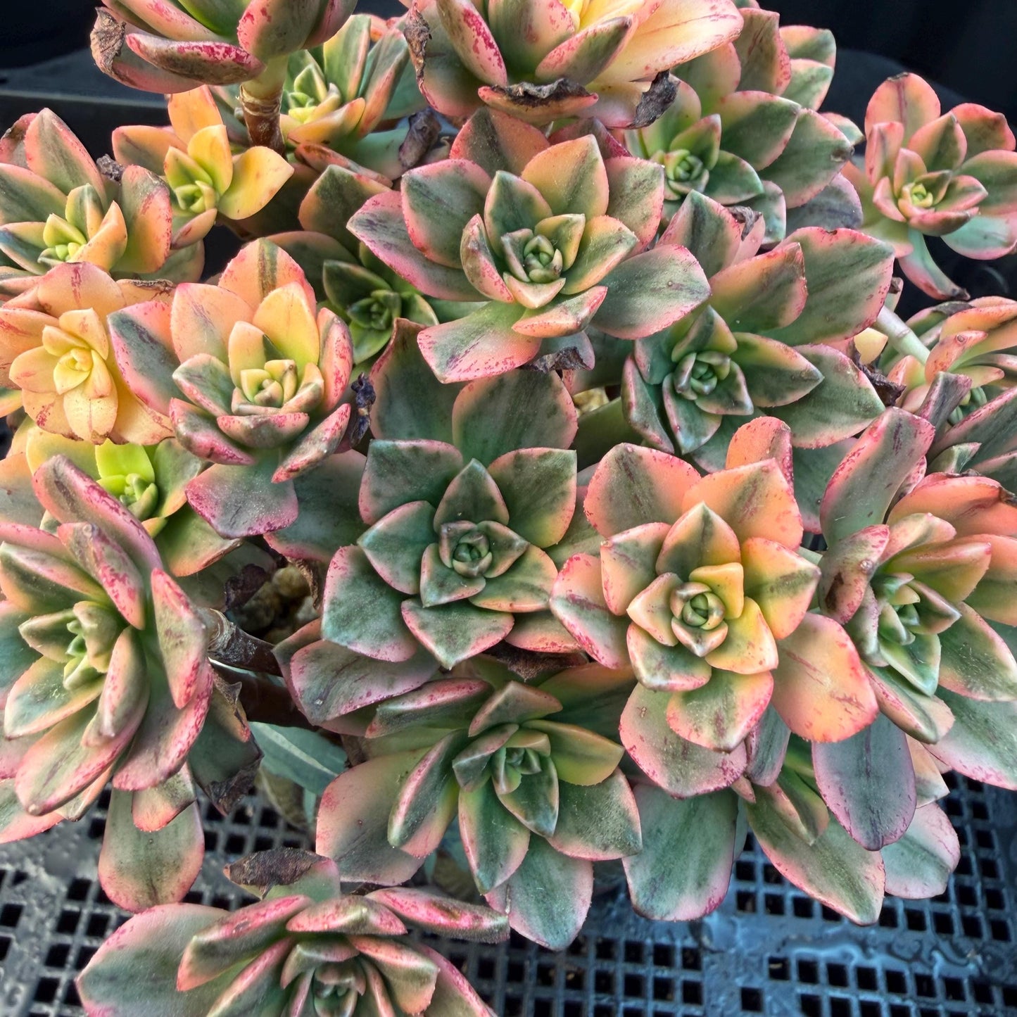 Aeonium' sweet tea ', big cluster, 5.7inches, Q06