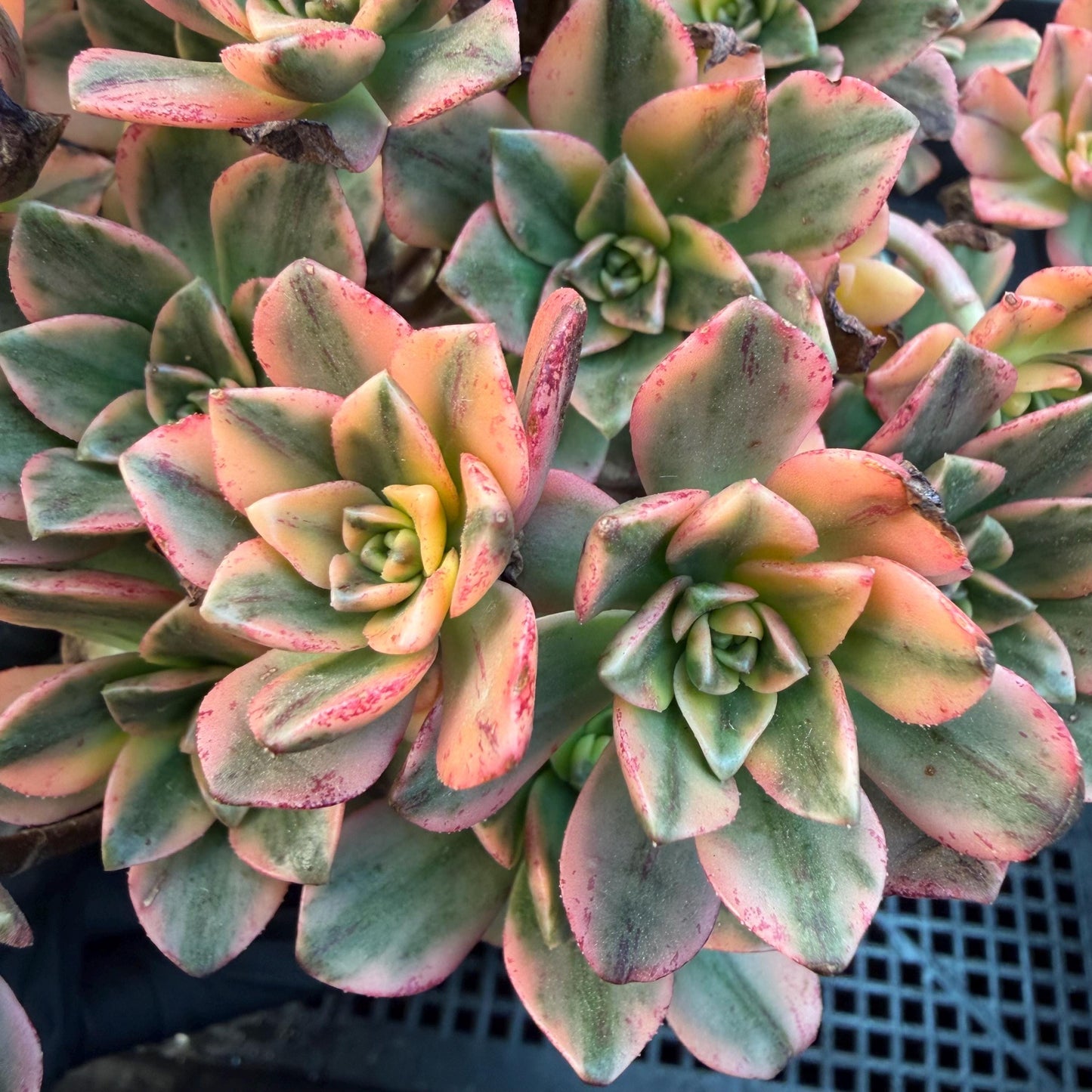 Aeonium' sweet tea ', big cluster, 5.7inches, Q06