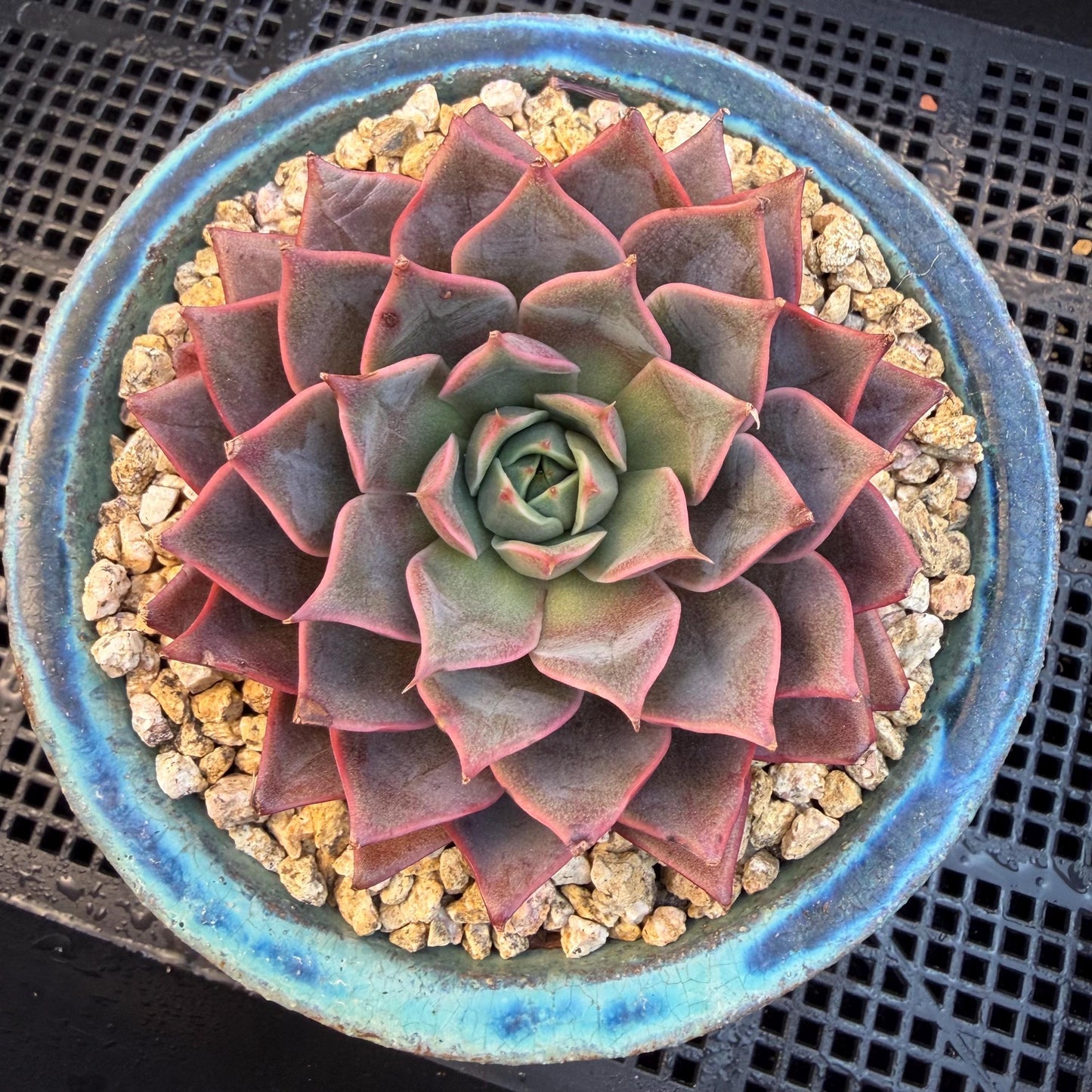 Echeveria  ‘purple flame ’ , singlehead, 3.2inches, Q10