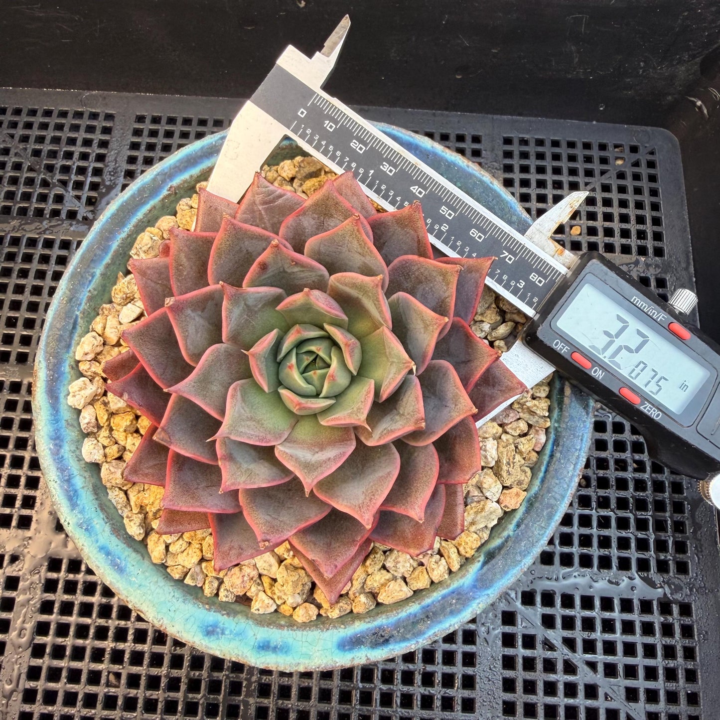 Echeveria  ‘purple flame ’ , singlehead, 3.2inches, Q10