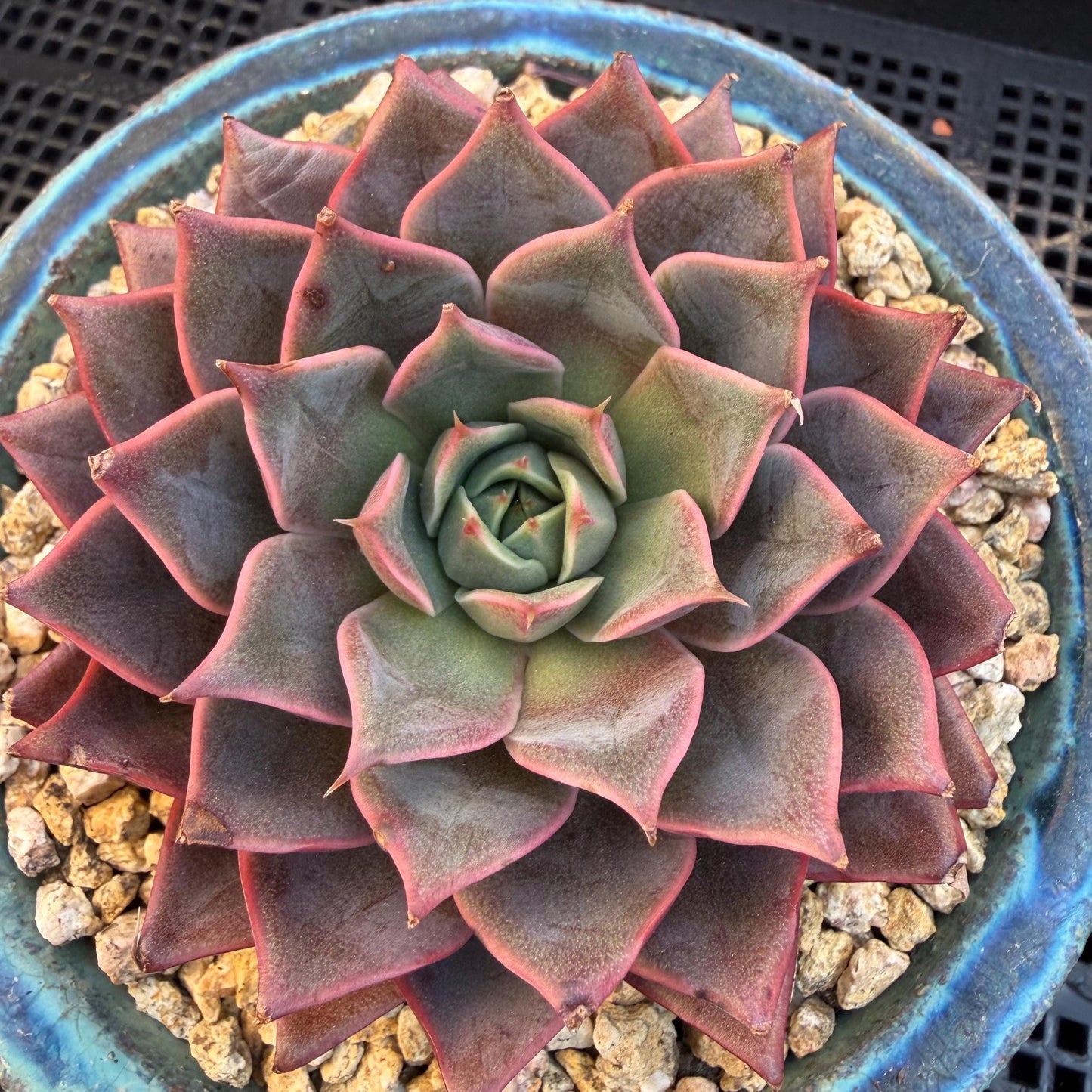 Echeveria  ‘purple flame ’ , singlehead, 3.2inches, Q10