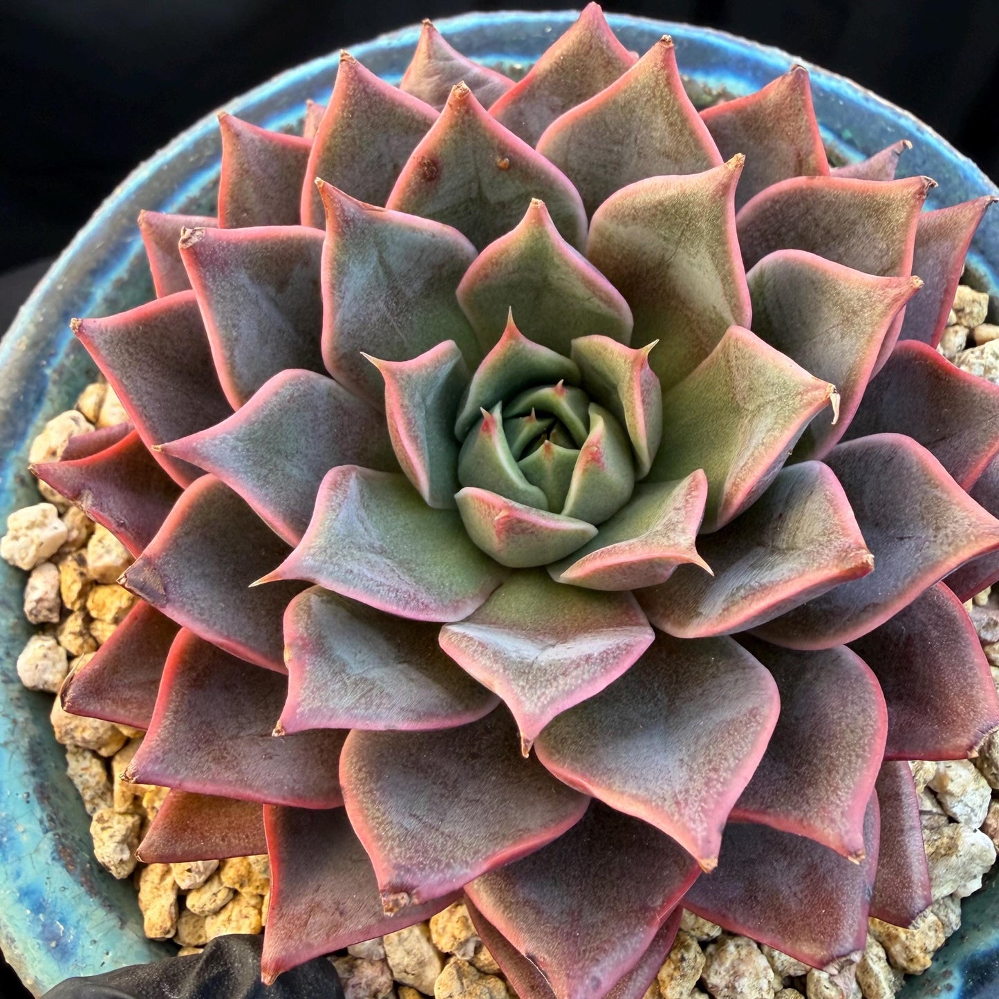Echeveria  ‘purple flame ’ , singlehead, 3.2inches, Q10