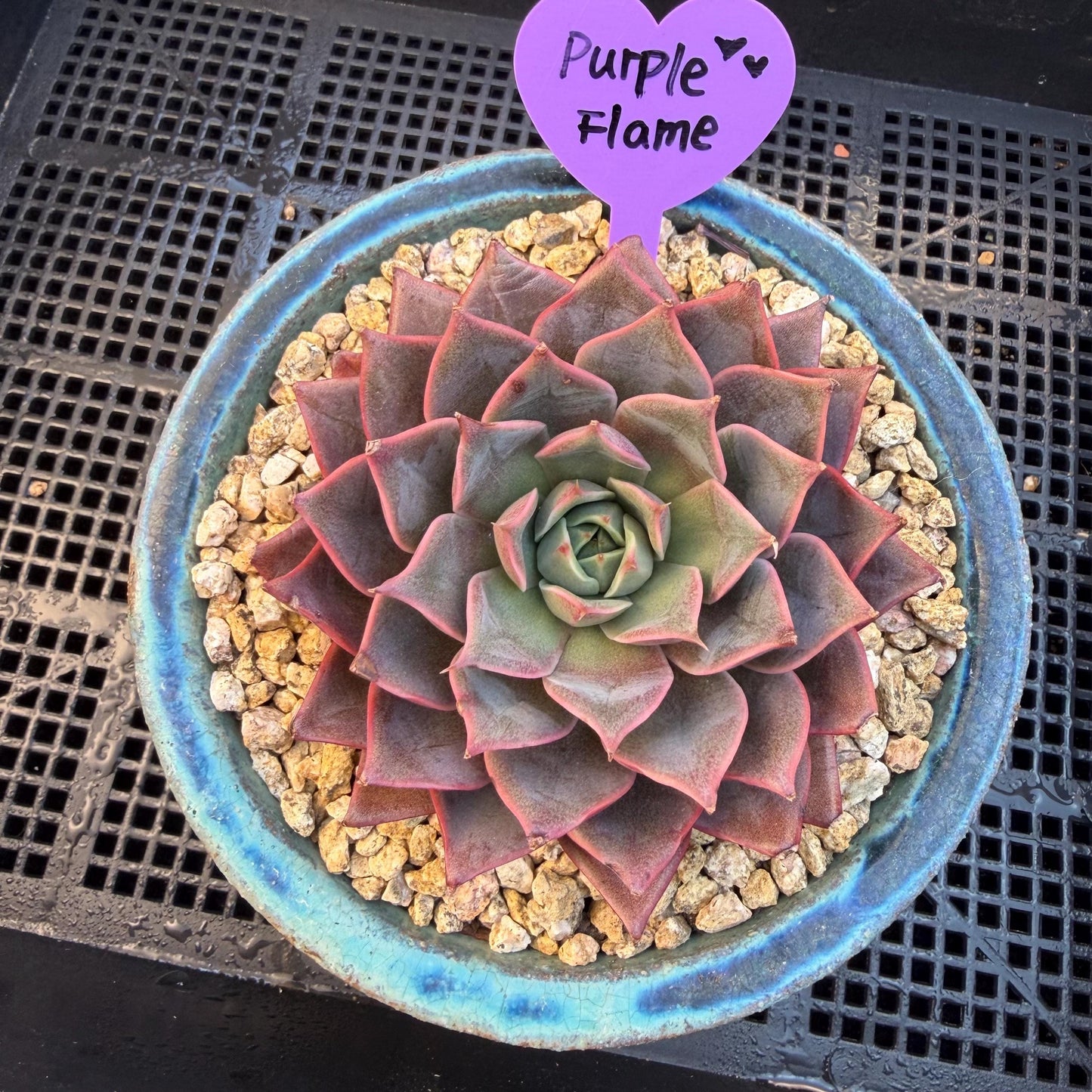 Echeveria  ‘purple flame ’ , singlehead, 3.2inches, Q10