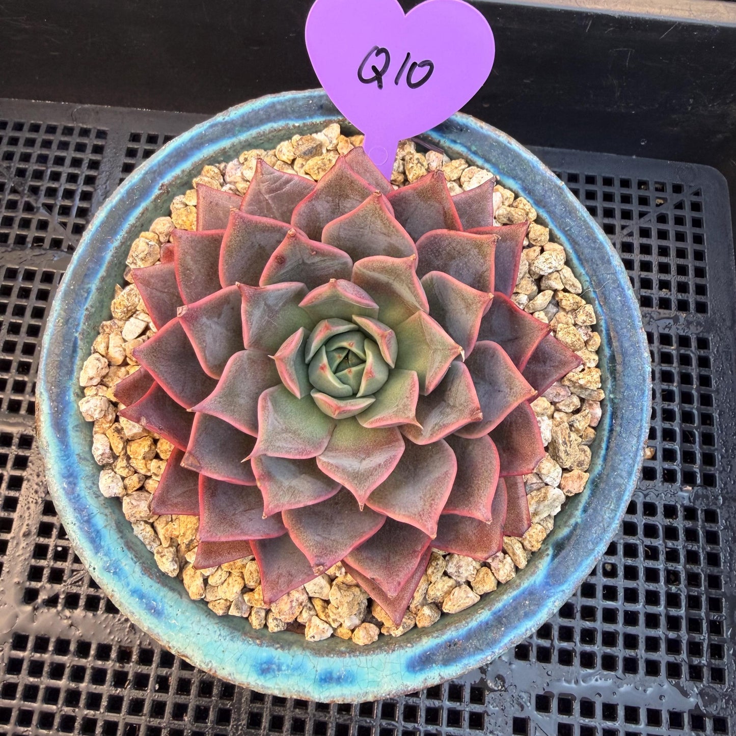 Echeveria  ‘purple flame ’ , singlehead, 3.2inches, Q10