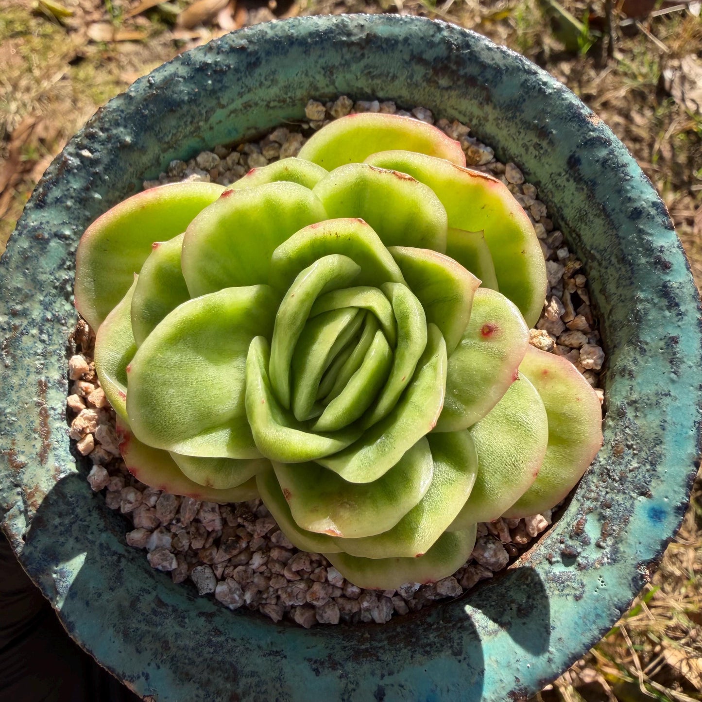 Echeveria  ‘ice rose variegated ', 2.4inches ,J02