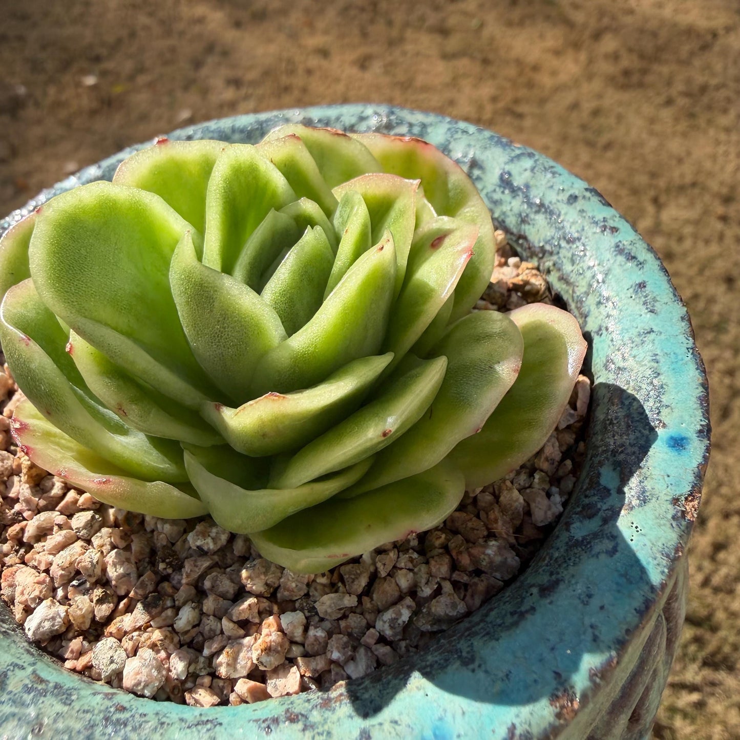 Echeveria  ‘ice rose variegated ', 2.4inches ,J02
