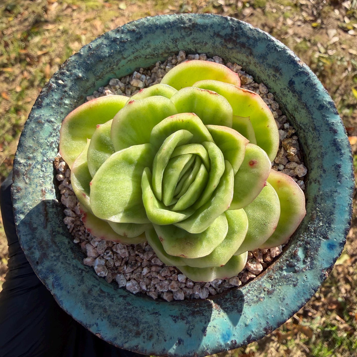 Echeveria  ‘ice rose variegated ', 2.4inches ,J02