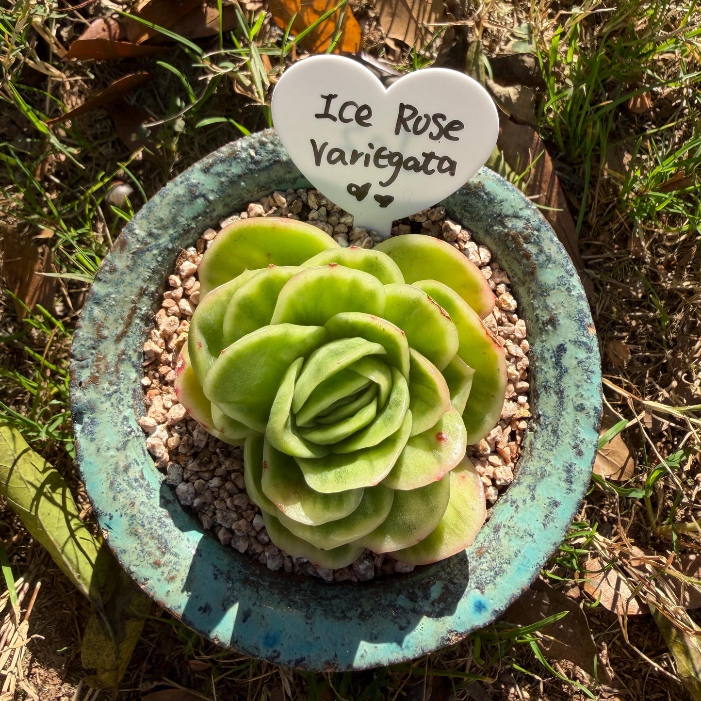 Echeveria  ‘ice rose variegated ', 2.4inches ,J02