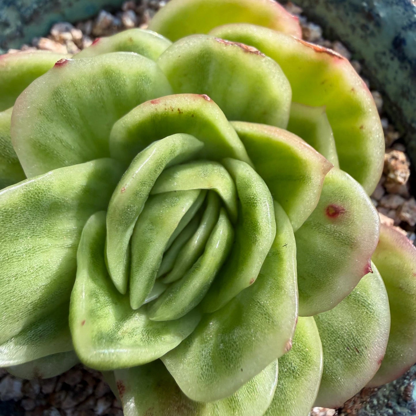 Echeveria  ‘ice rose variegated ', 2.4inches ,J02