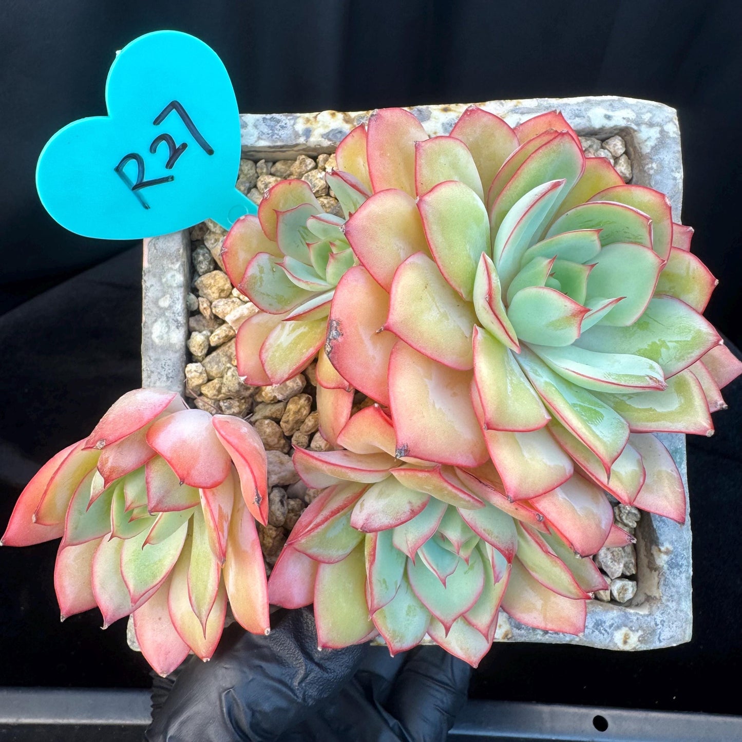 Echeveria ' Peony Pavilion ' cluster, 5.3inches, R27