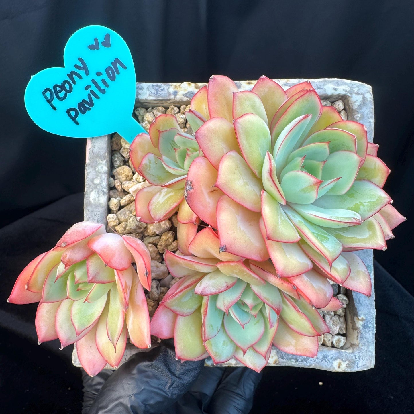 Echeveria ' Peony Pavilion ' cluster, 5.3inches, R27