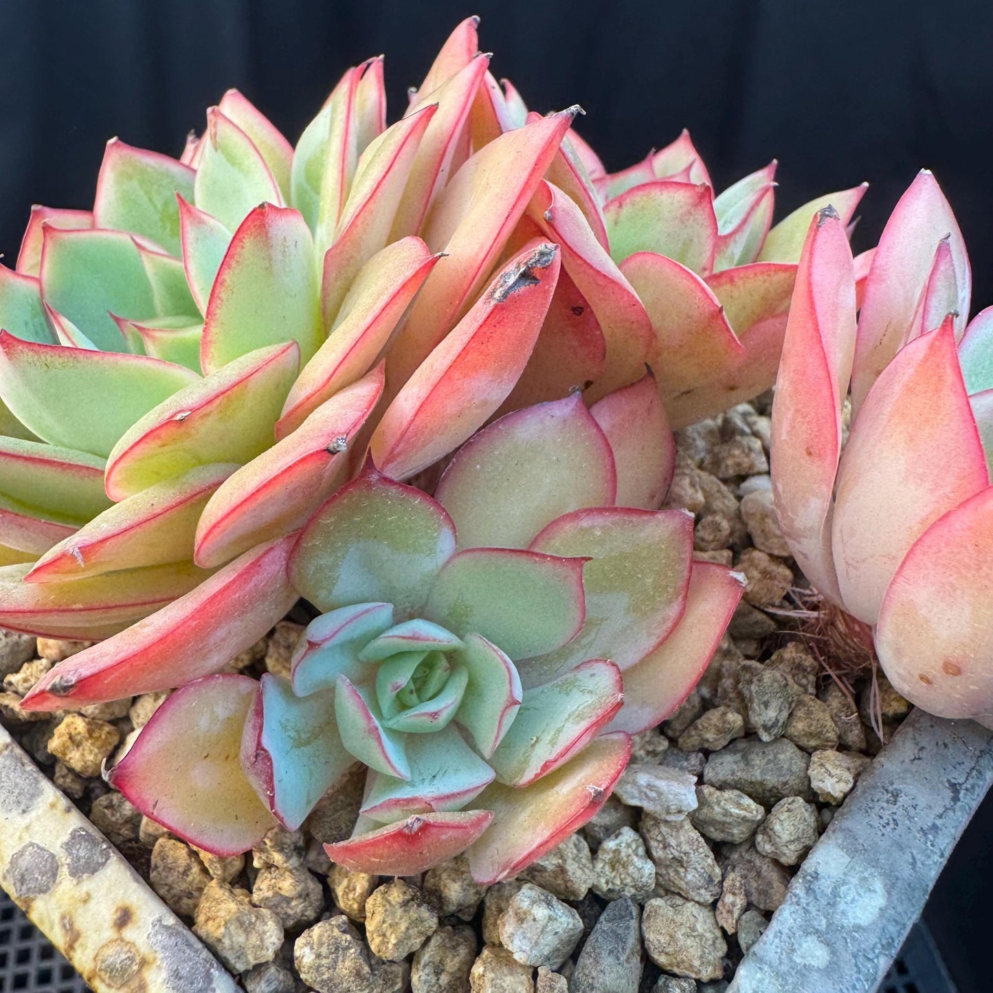 Echeveria ' Peony Pavilion ' cluster, 5.3inches, R27