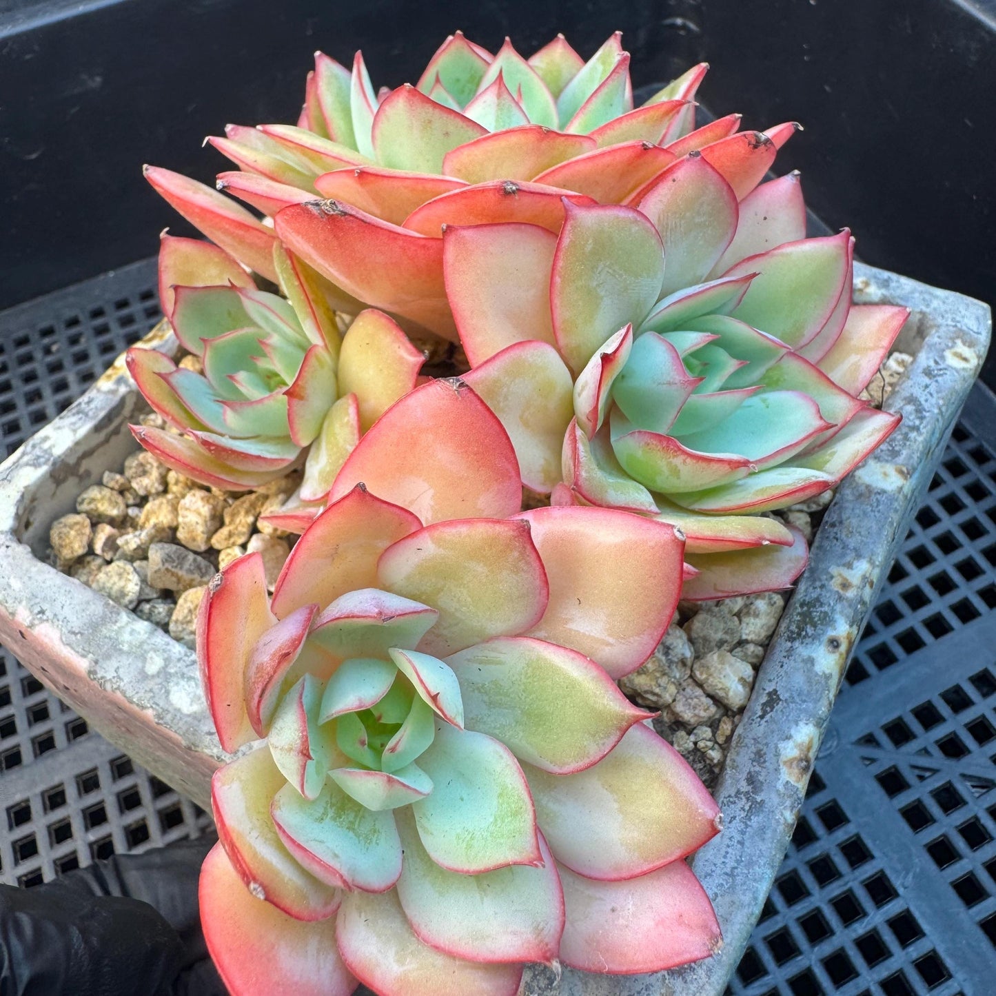 Echeveria ' Peony Pavilion ' cluster, 5.3inches, R27