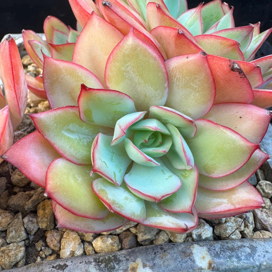 Echeveria ' Peony Pavilion ' cluster, 5.3inches, R27