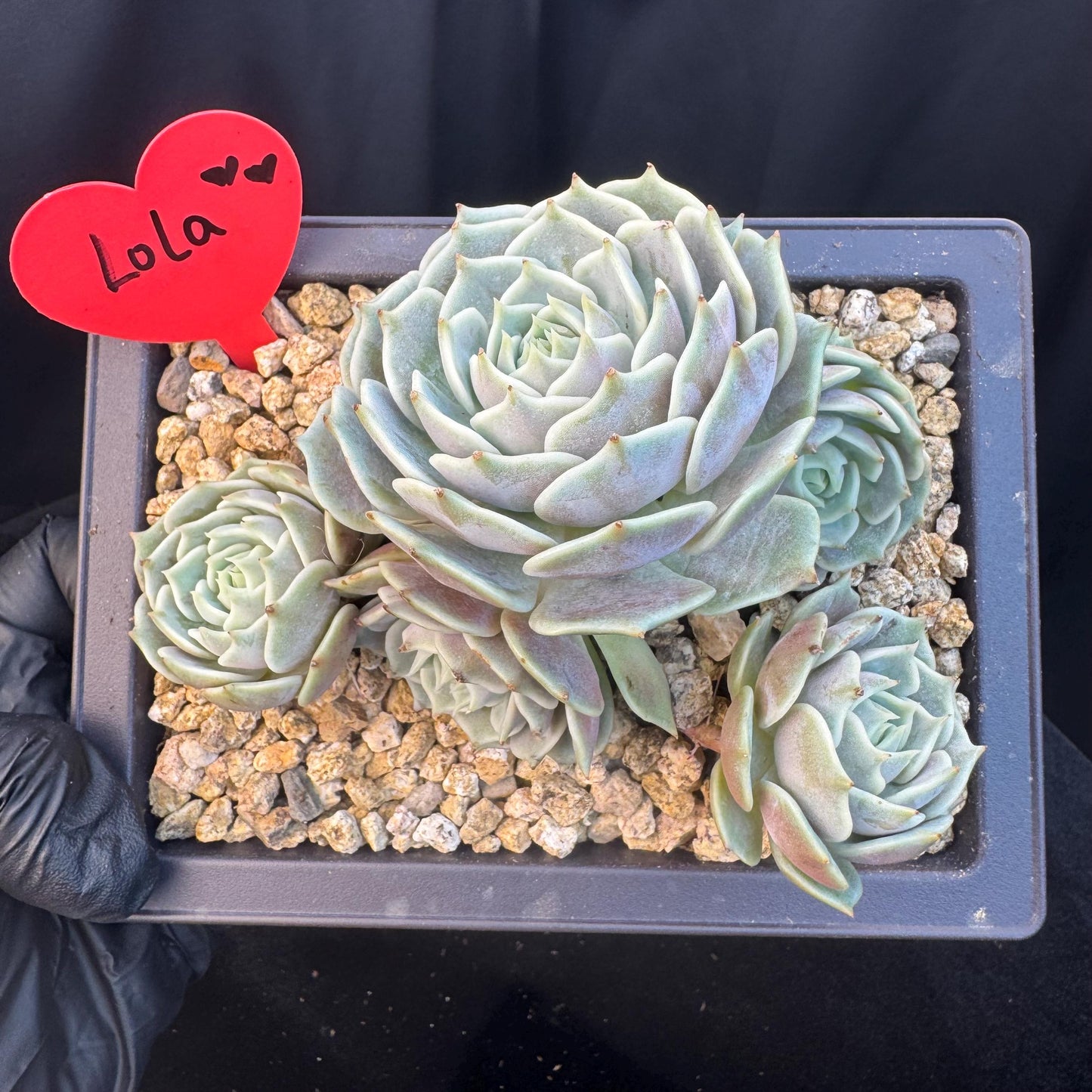 Echeveria' Lola 'cluster, 5.0inches, R21