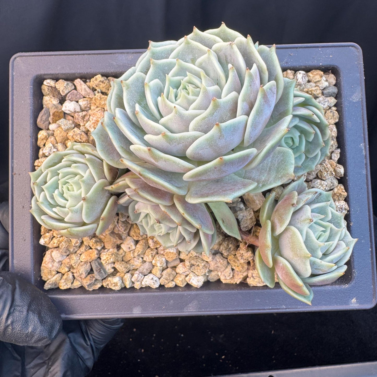 Echeveria' Lola 'cluster, 5.0inches, R21