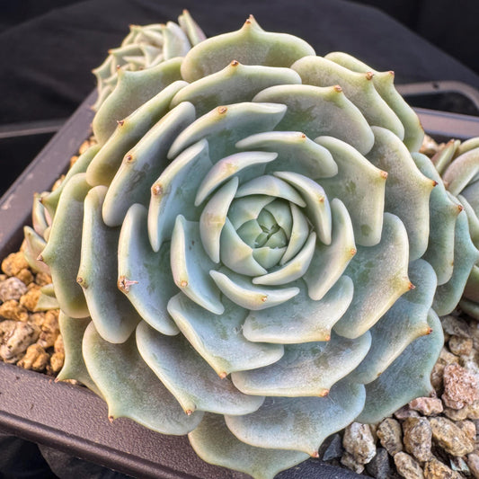 Echeveria' Lola 'cluster, 5.0inches, R21