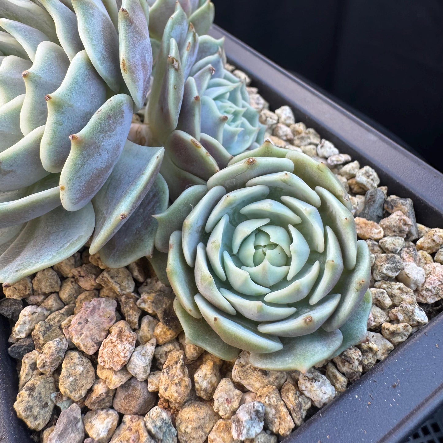 Echeveria' Lola 'cluster, 5.0inches, R21