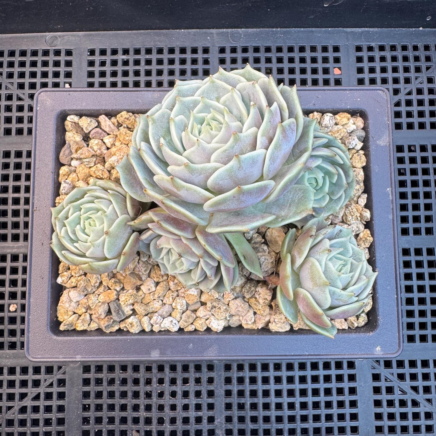 Echeveria' Lola 'cluster, 5.0inches, R21
