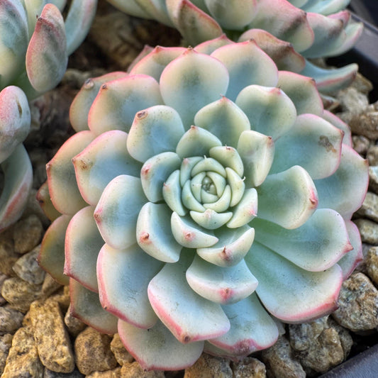 Echeveria ' Minima Variegated ', 4heads , 5.0inches, R22