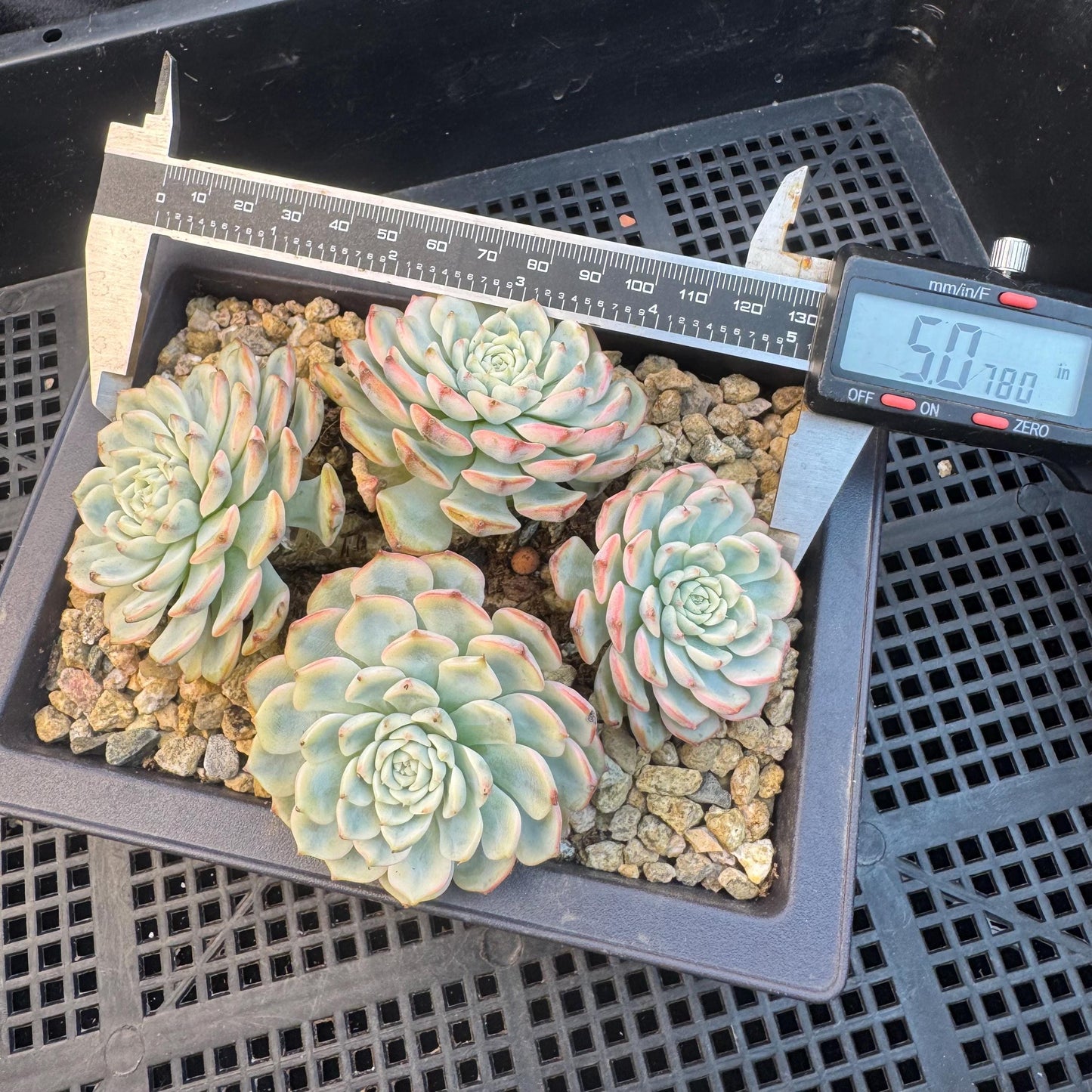 Echeveria ' Minima Variegated ', 4heads , 5.0inches, R22