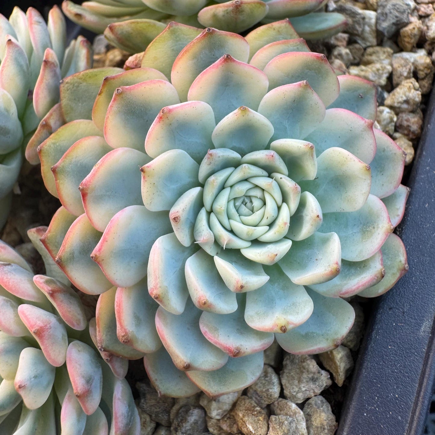 Echeveria ' Minima Variegated ', 4heads , 5.0inches, R22