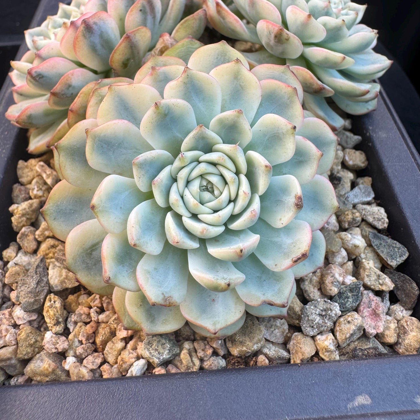 Echeveria ' Minima Variegated ', 4heads , 5.0inches, R22