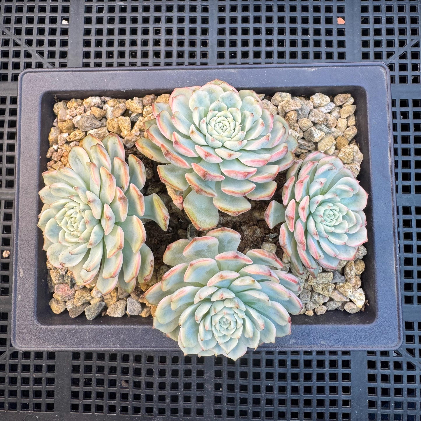 Echeveria ' Minima Variegated ', 4heads , 5.0inches, R22