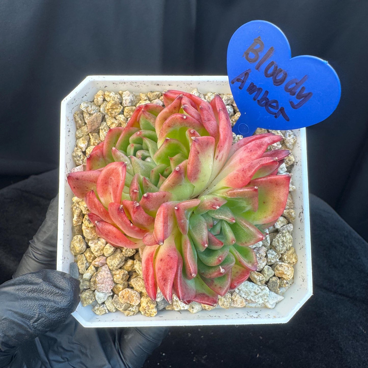 Aeonium' BloodyAmber ', small cluster, 2.9inches, R24