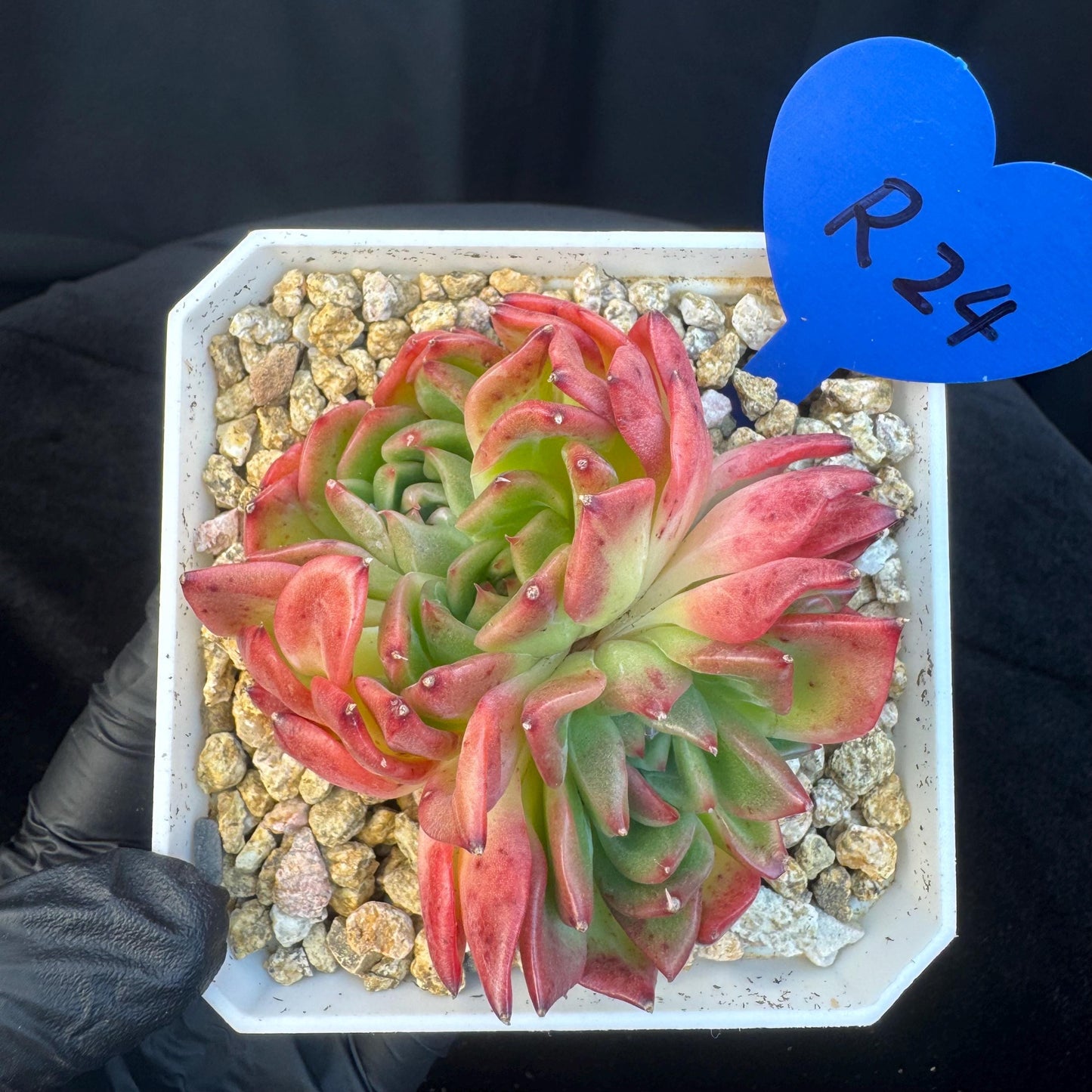 Aeonium' BloodyAmber ', small cluster, 2.9inches, R24