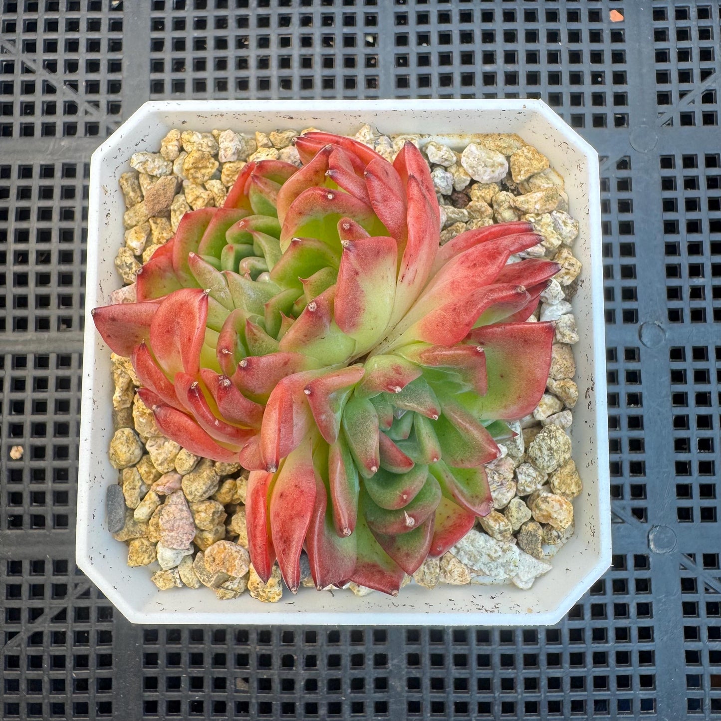 Aeonium' BloodyAmber ', small cluster, 2.9inches, R24
