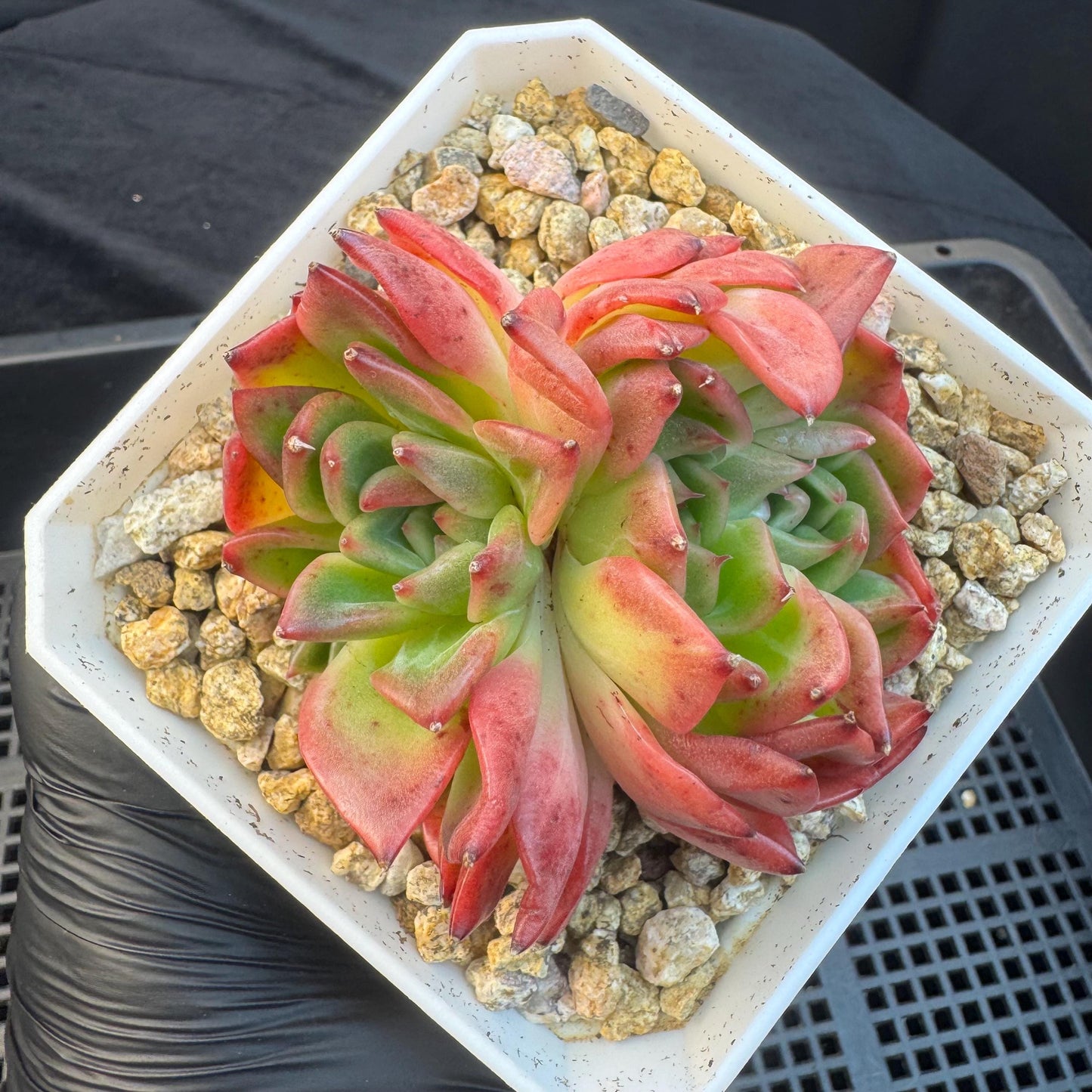 Aeonium' BloodyAmber ', small cluster, 2.9inches, R24