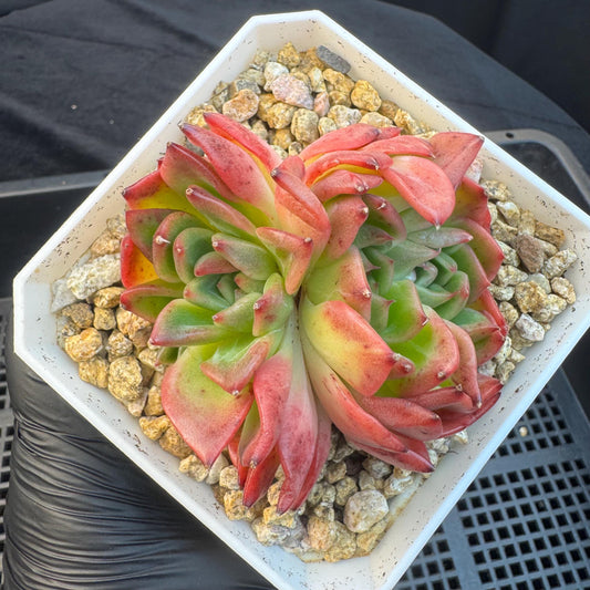 Aeonium' BloodyAmber ', small cluster, 2.9inches, R24