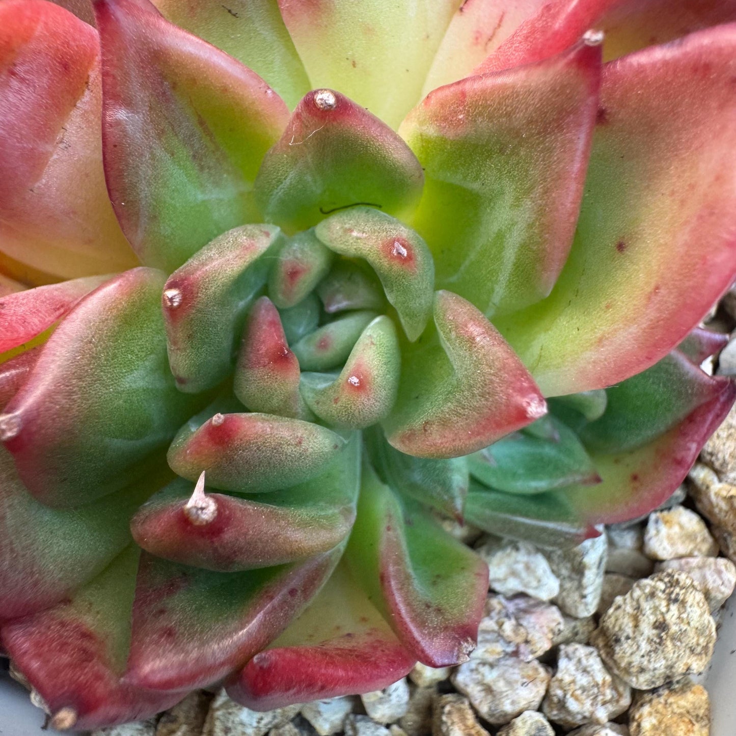 Aeonium' BloodyAmber ', small cluster, 2.9inches, R24