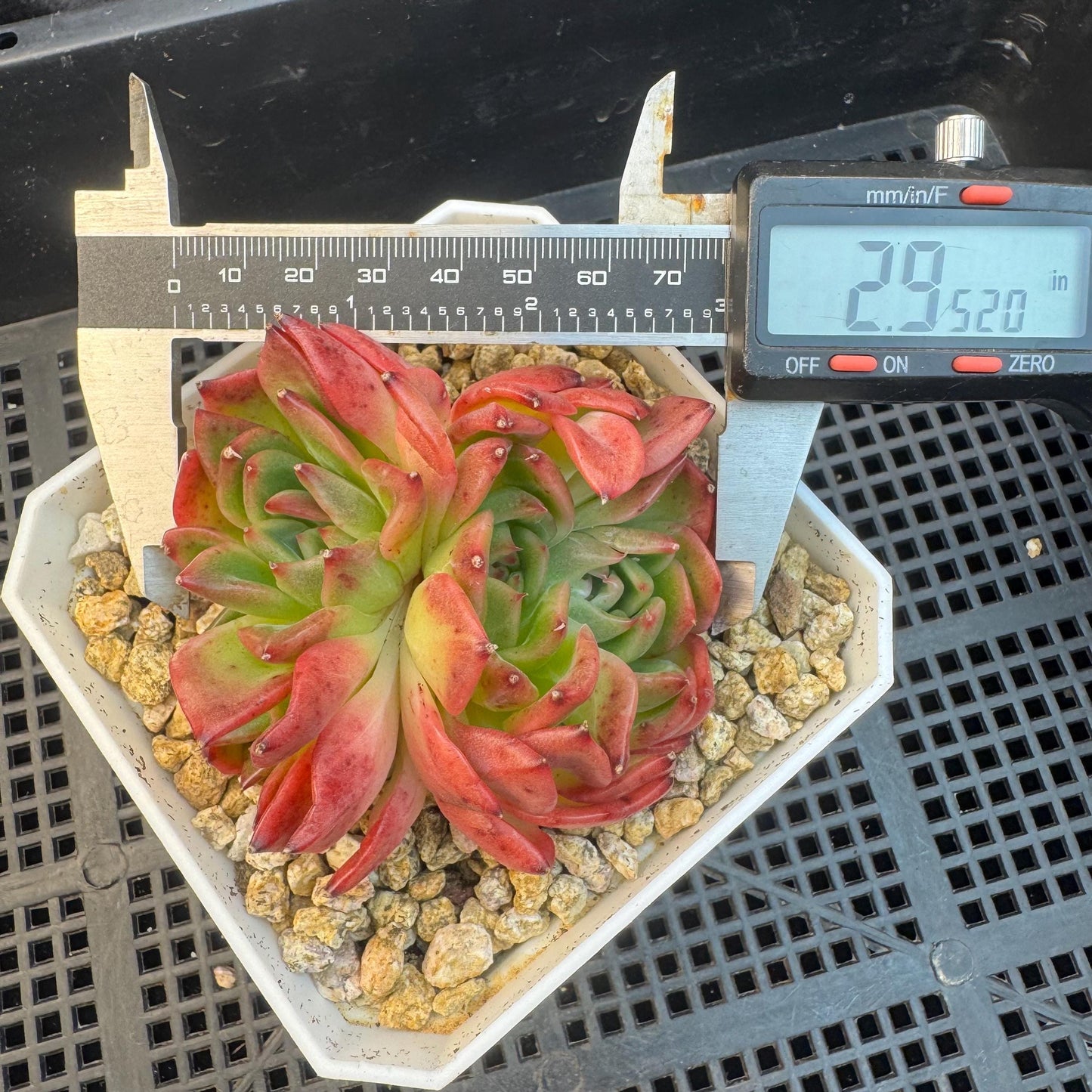 Aeonium' BloodyAmber ', small cluster, 2.9inches, R24