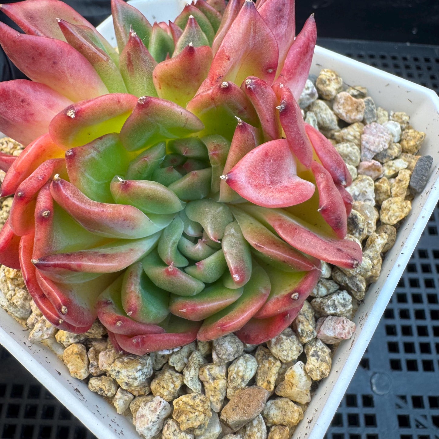 Aeonium' BloodyAmber ', small cluster, 2.9inches, R24