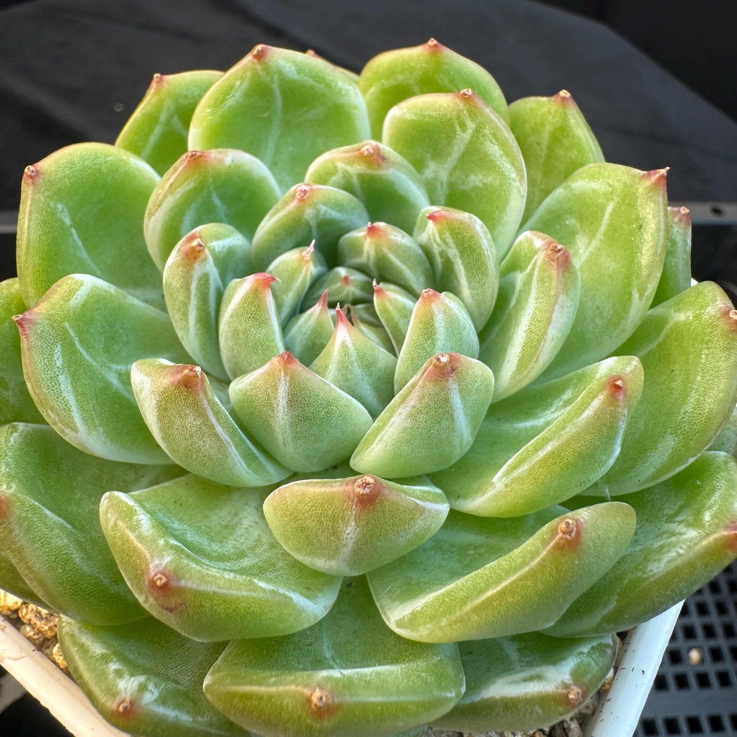Echeveria ' Snow Jenny ', single head, 3.0inches, R26