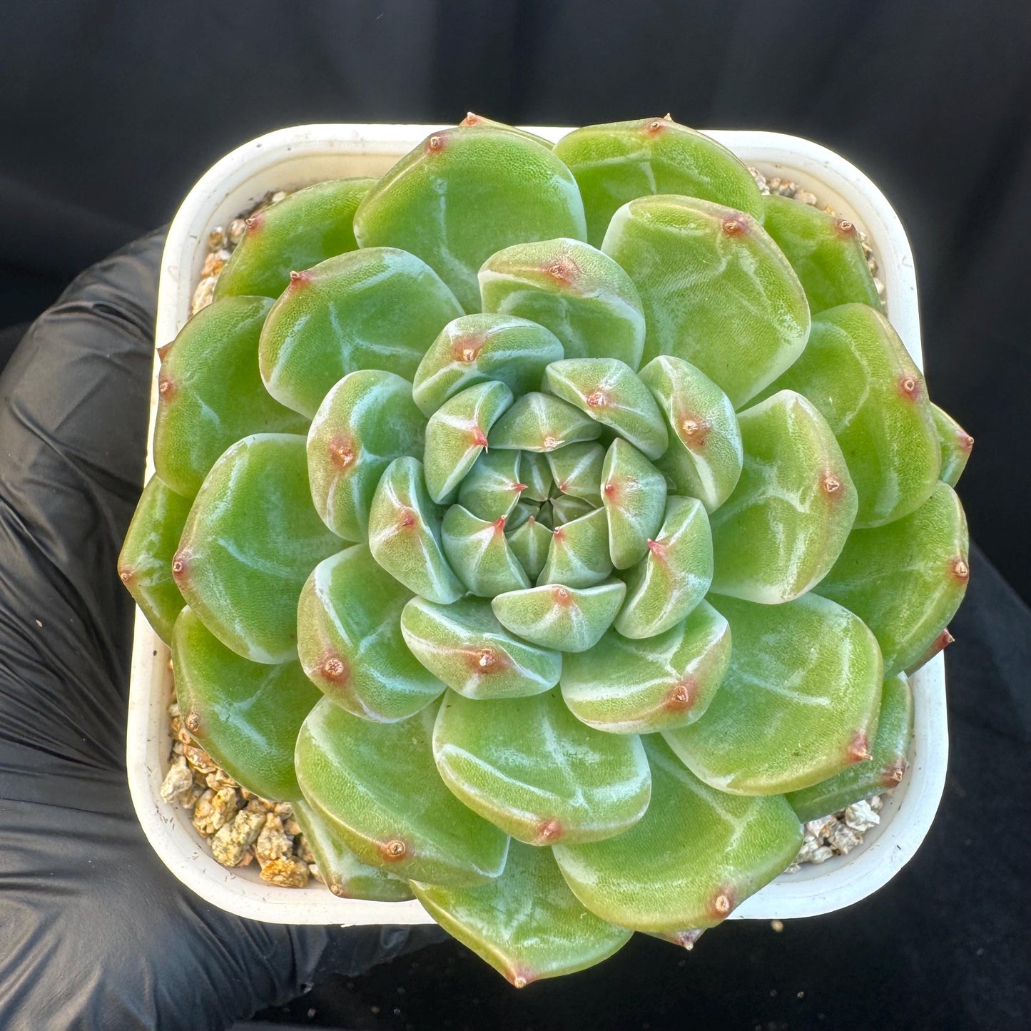 Echeveria ' Snow Jenny ', single head, 3.0inches, R26