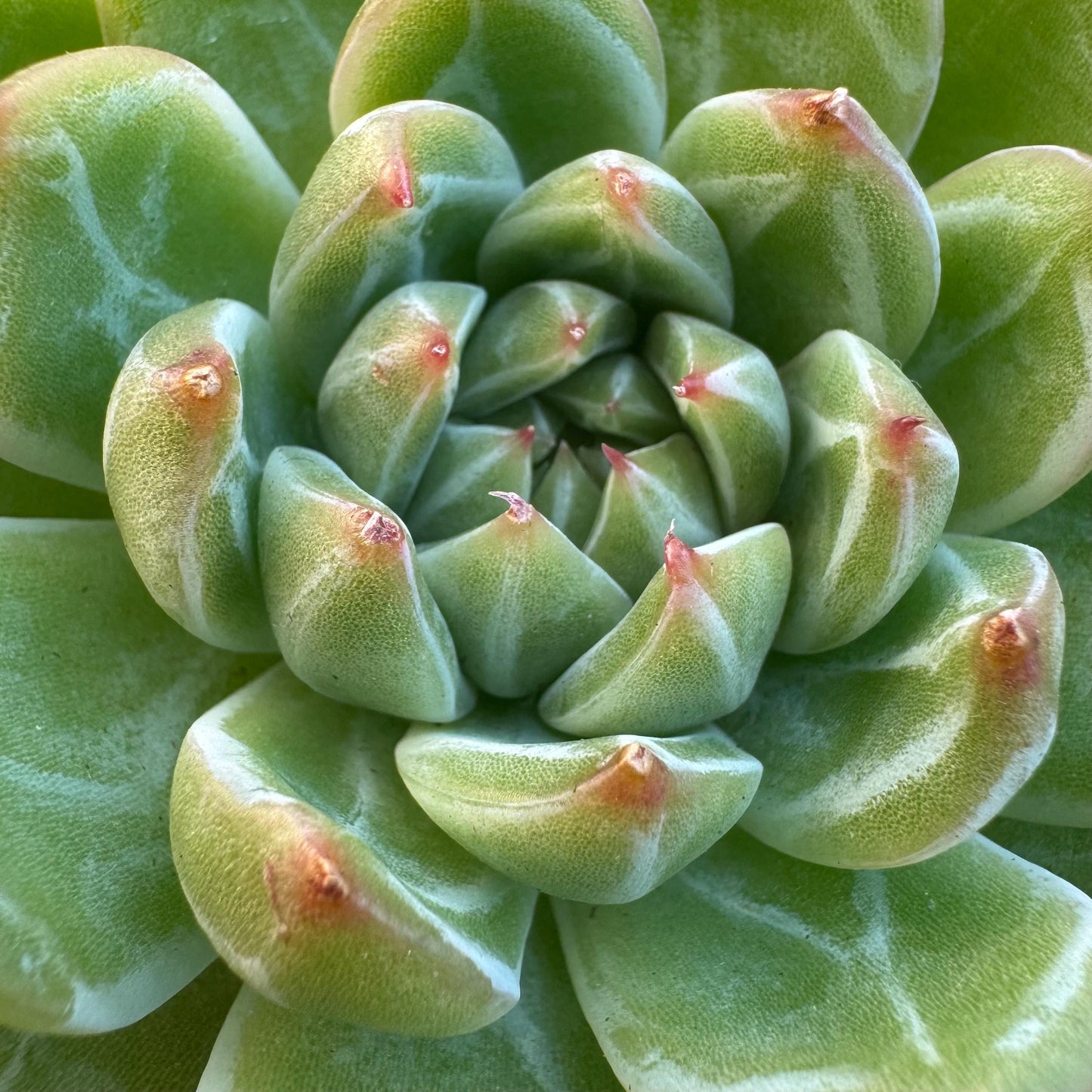 Echeveria ' Snow Jenny ', single head, 3.0inches, R26