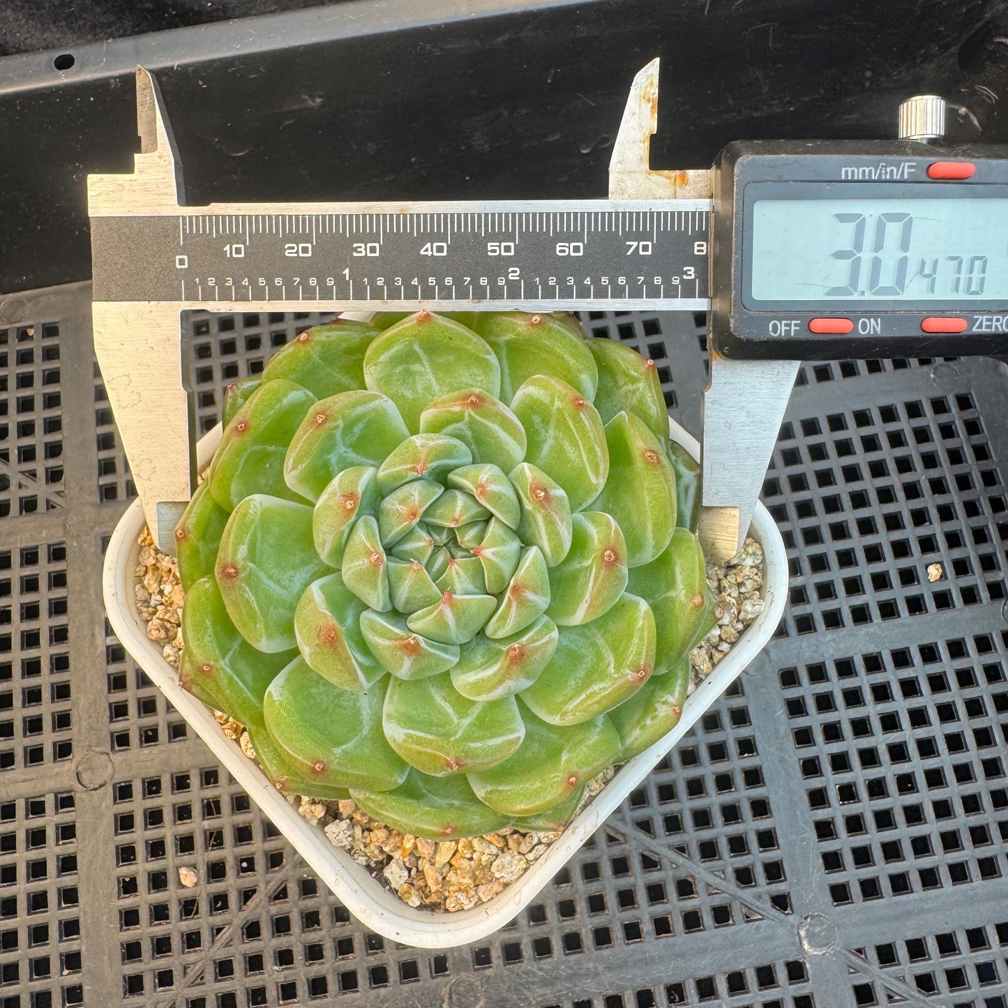 Echeveria ' Snow Jenny ', single head, 3.0inches, R26