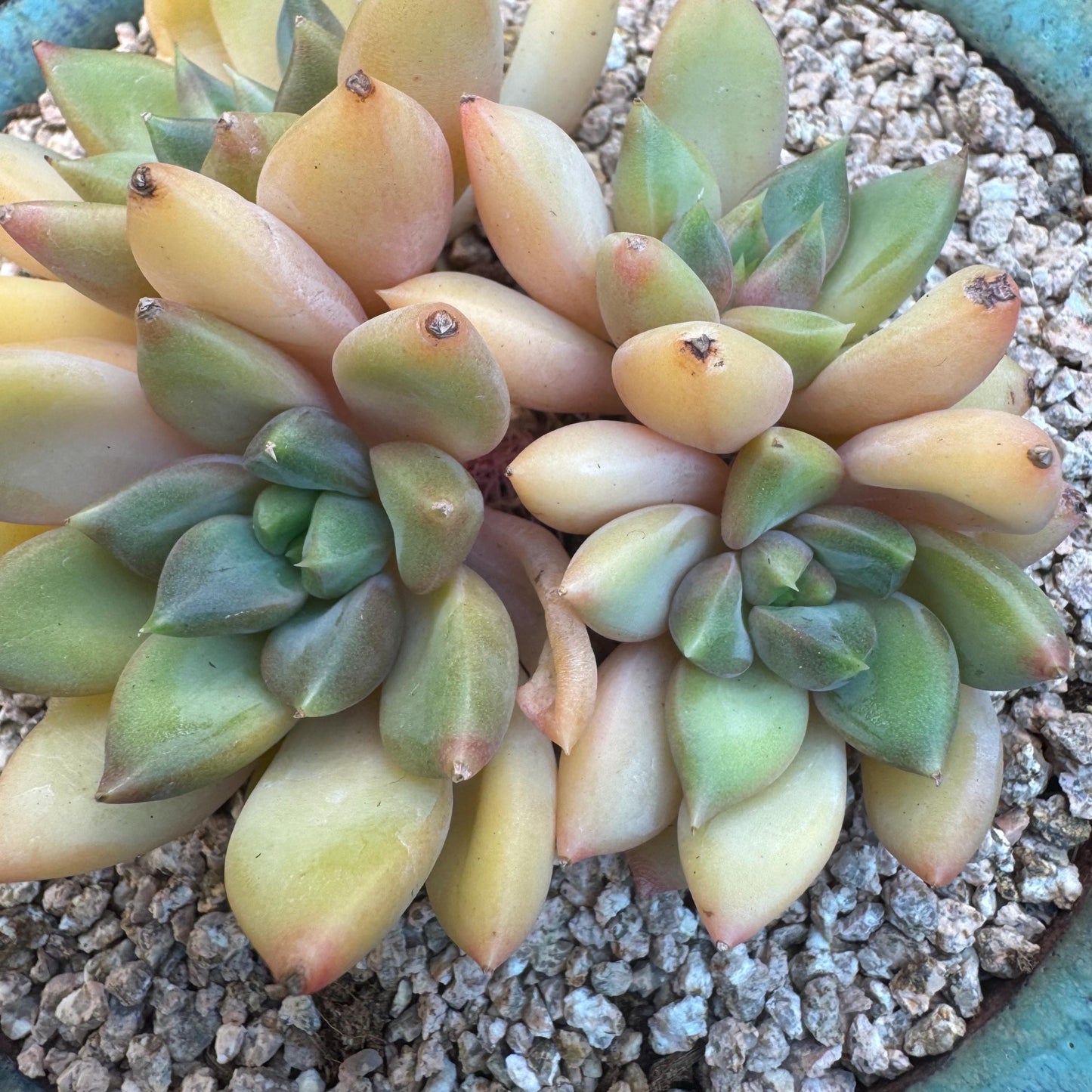 Echeveria' Red Ivory 'cluster, 3.5inches, R12