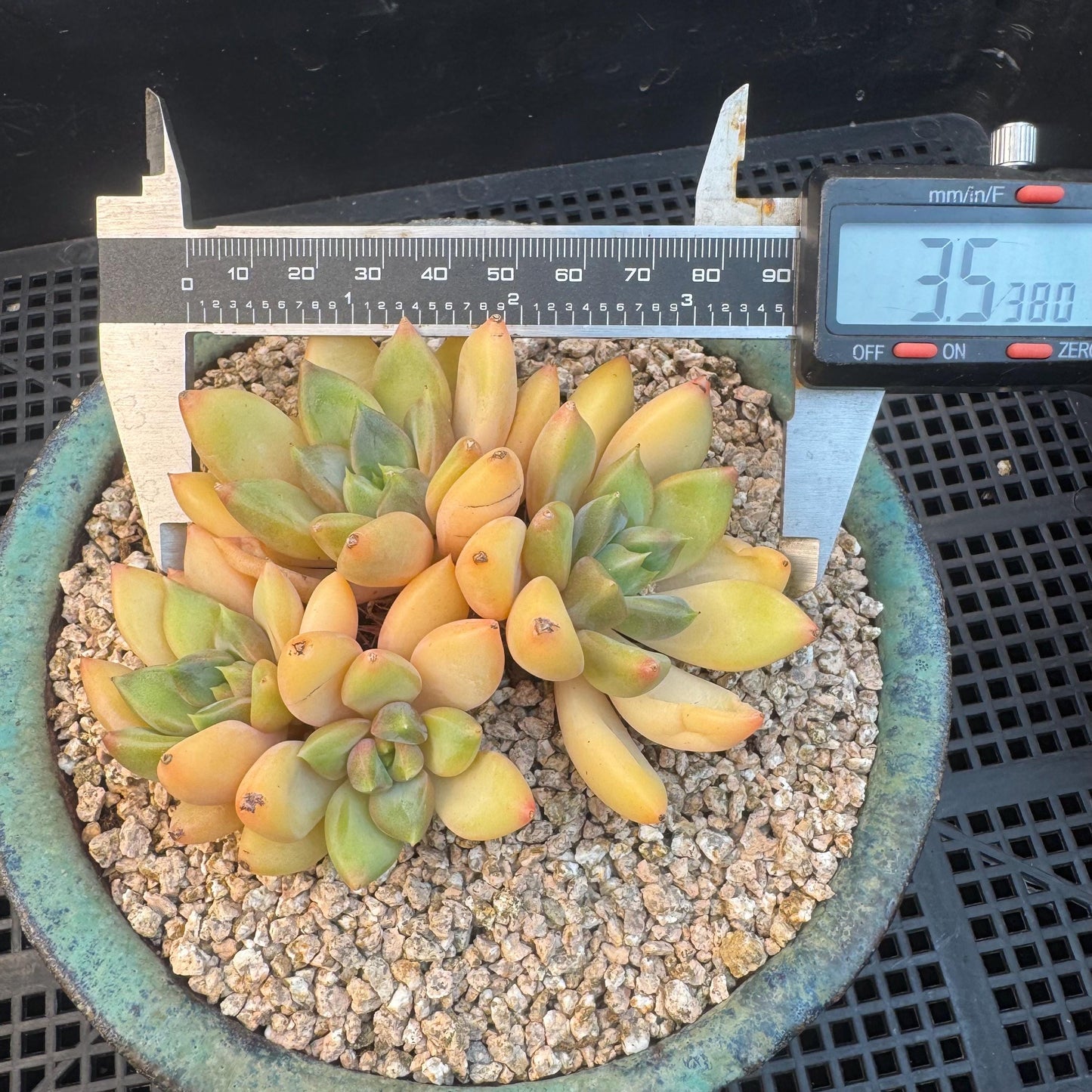 Echeveria' Red Ivory 'cluster, 3.5inches, R12