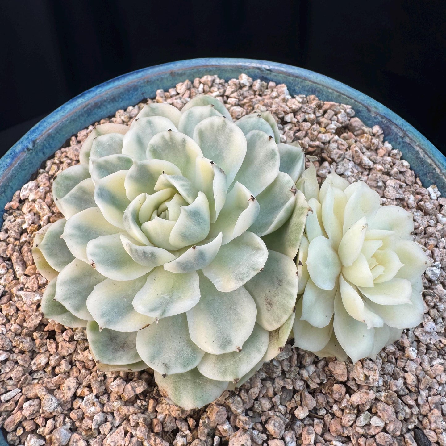 Echeveria ' Onslow variegated ', 2heads, 4.0inches, R12